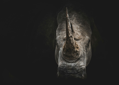 Rhinoceros