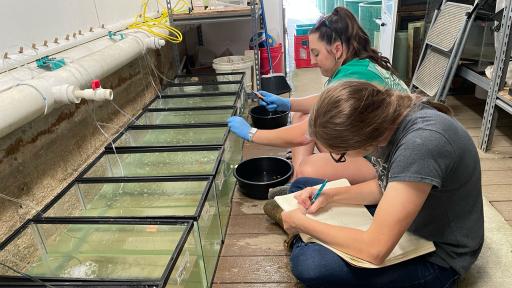 Isabella Maggard and Kayla Deel performing research