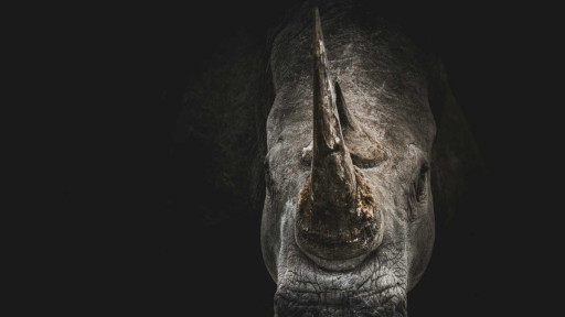 Rhinoceros